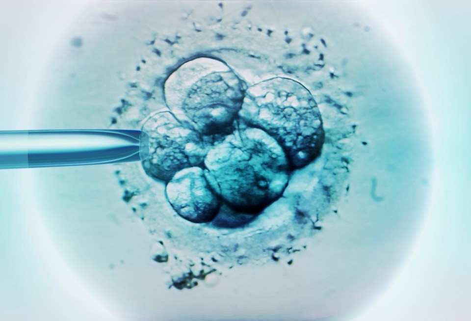 A new pill could increase the chances of IVF success, boosting pregnancy and birth rates