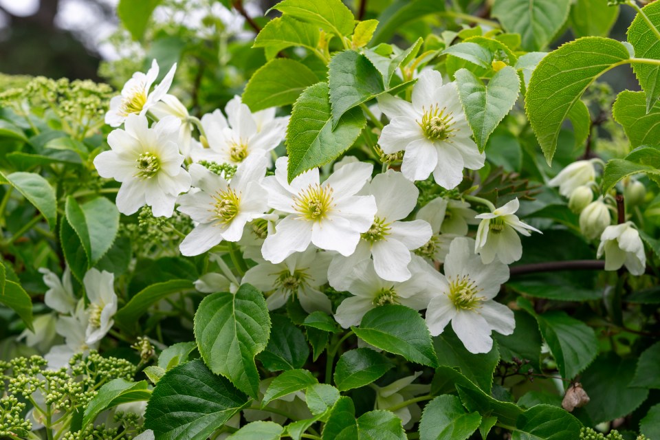 If you’ve got an area you want to hide or cover, buy some climbing plant