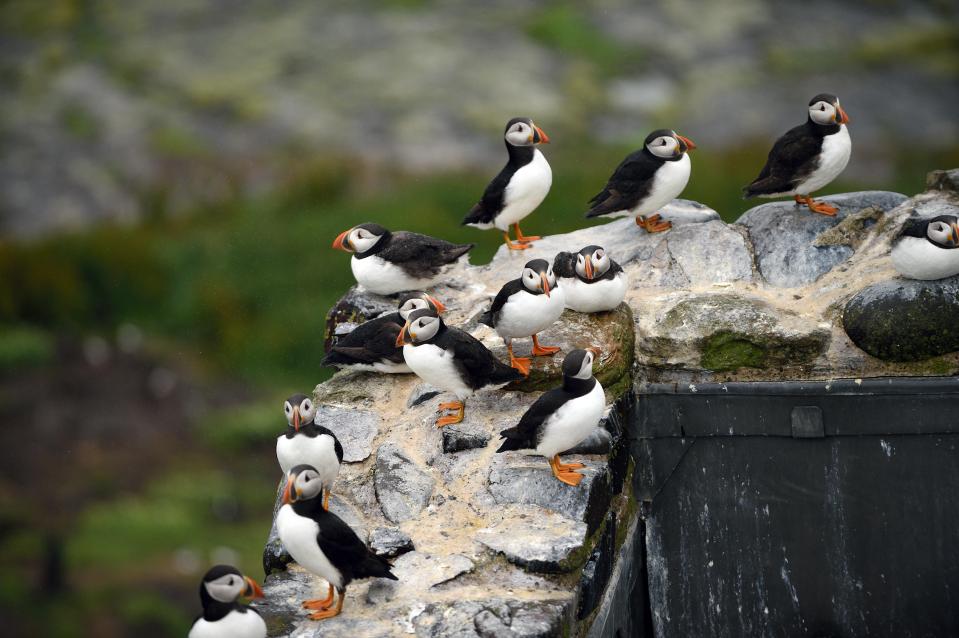 Boat tours head out to the Farne Islands every day from Seahouses to spot puffins