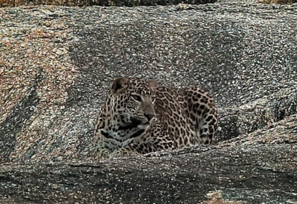 Did you find it? The cheeky leopard was perched upon this multi-toned rock