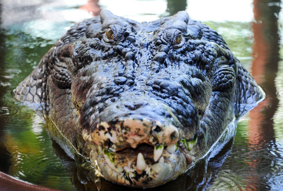 The massive reptile is in the Guinness Book of Records for measuring at 18ft