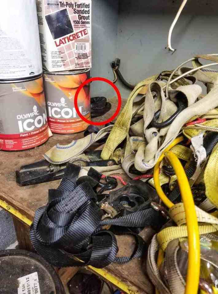 The snake can be seen hiding behind the can of paint