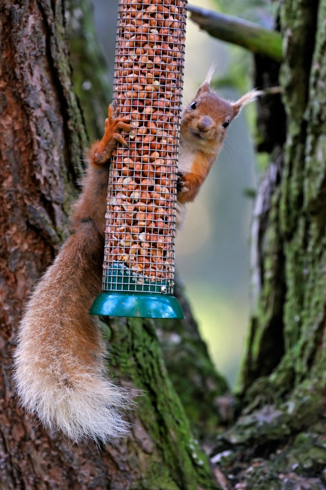 Squirrels like to eat nuts