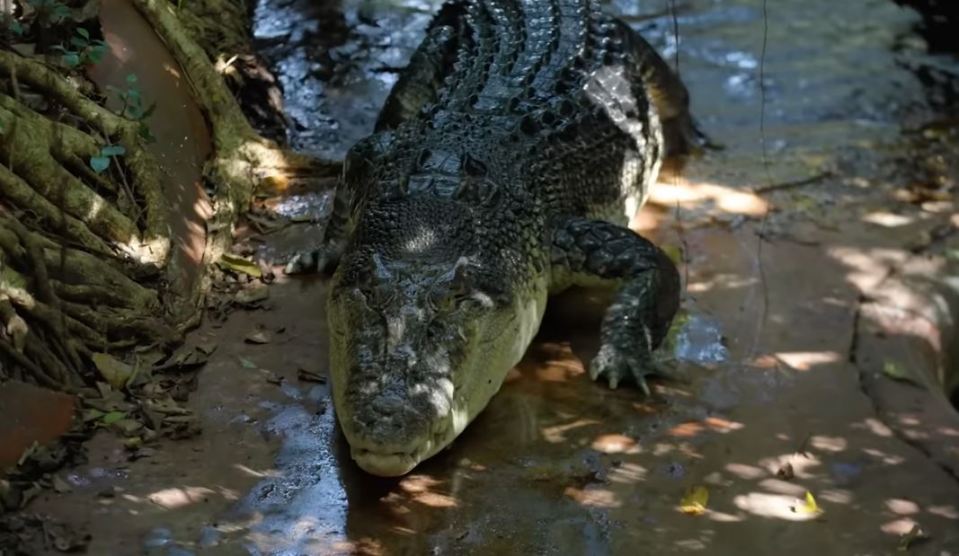 Missing his right leg, part of his snout and tail, Cassius is estimated to be 120-years-old