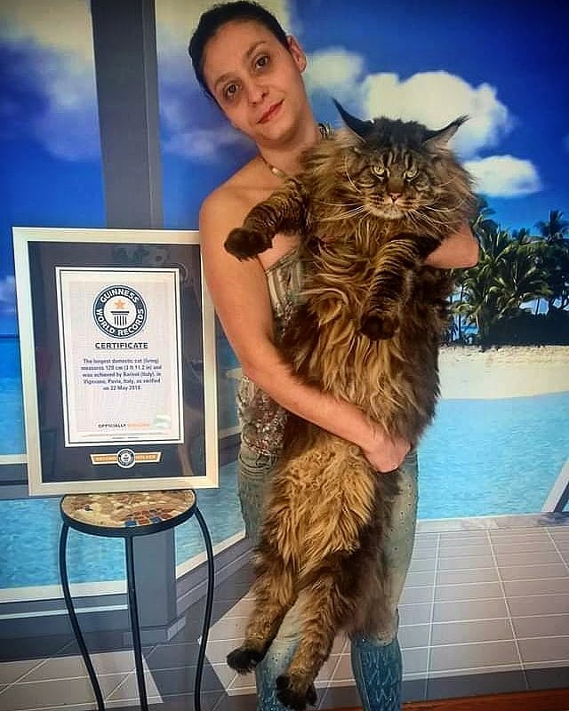 Barivel, a whopping 3ft 11in moggy in Italy, is the longest domestic cat in the world