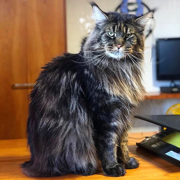 Maine Coon's don't stop growing until they are between three and five-years-old