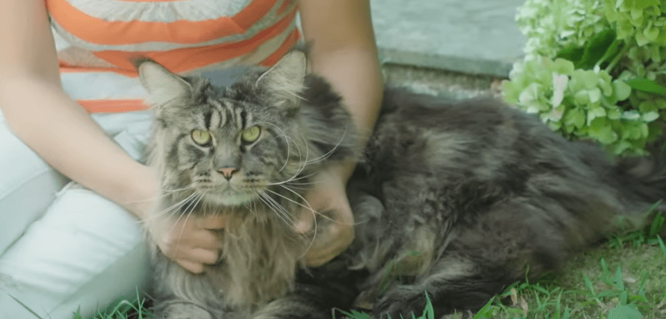 Barivel's owners said the feline was a special cat for the family