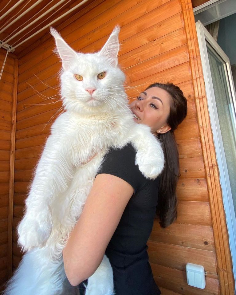 Another huge Maine Coon cat is a white moggy called Kefir