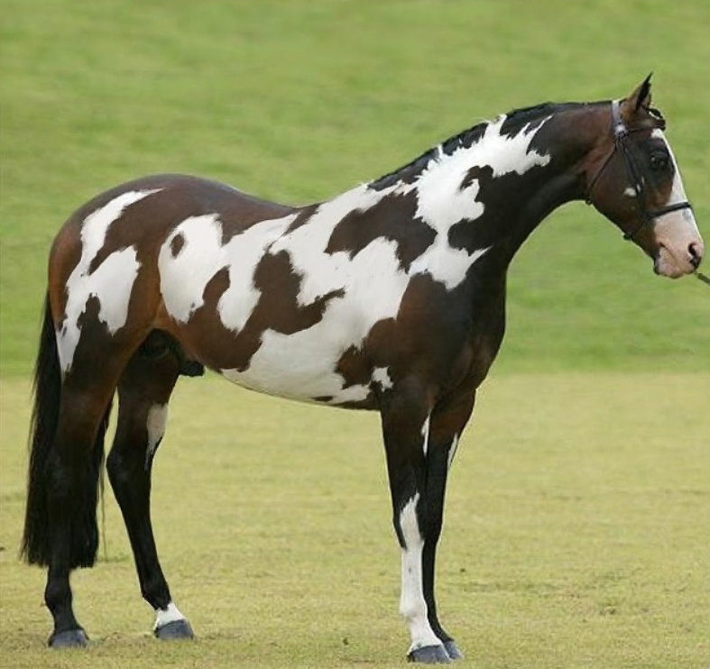 You have the brain of a genius if you can spot the second horse in just 11 seconds