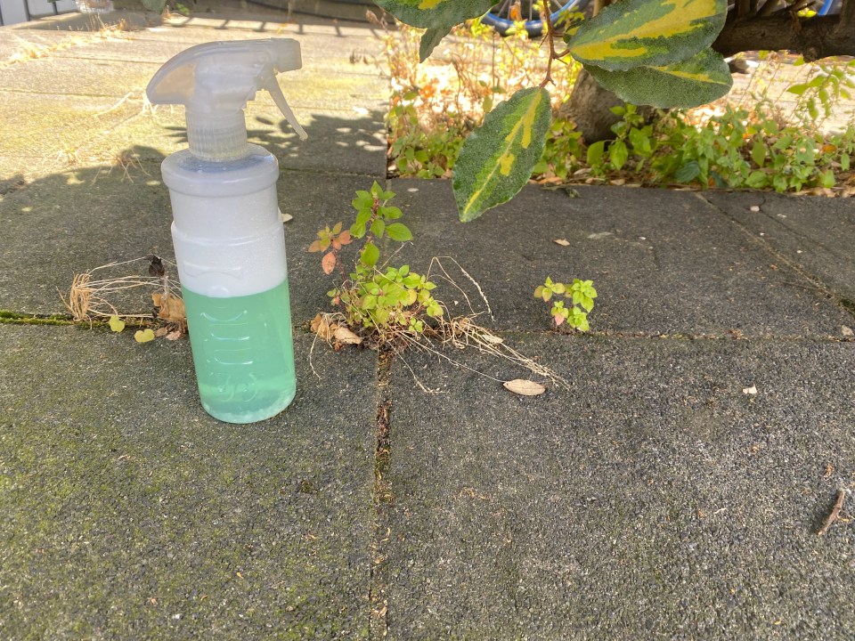 A mix of washing up liquid, salt and vinegar can be a weed-busting solution