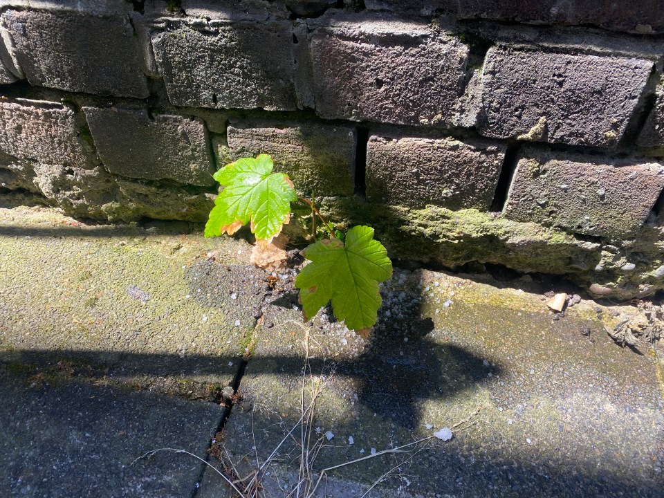 Salt can stop plants form growing as it disturbs the soil