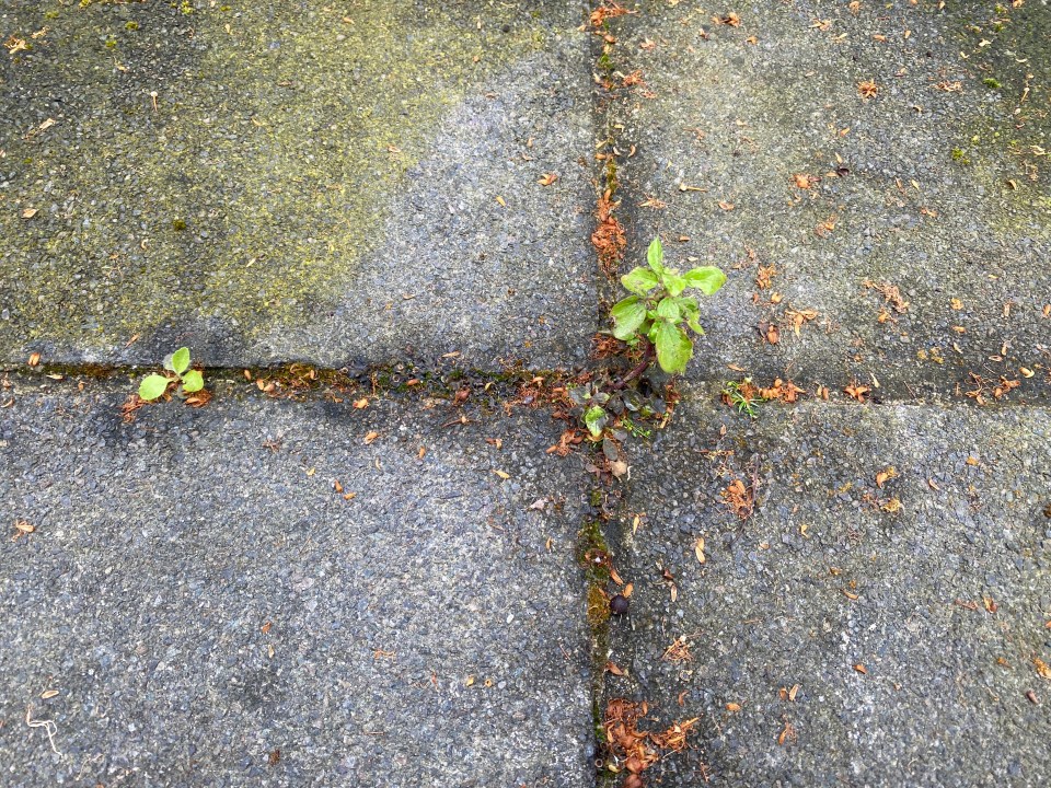 While the washing up liquid trick left a cleaner looking weed it failed to do much else to banish the pesky problem