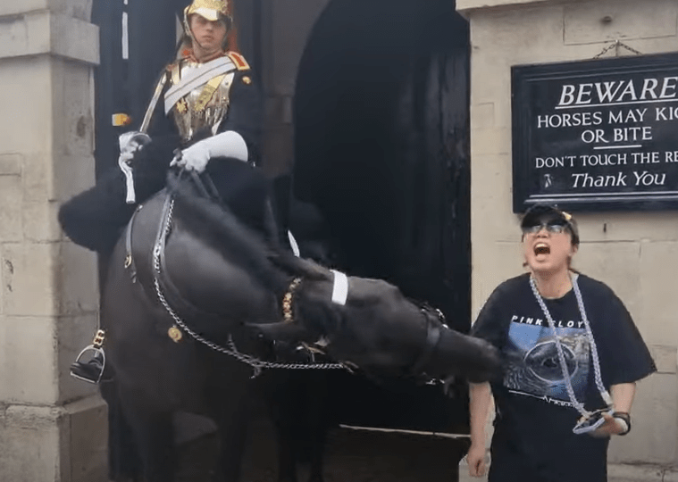 This is the shocking moment a King's Guard horse bites a tourist on the arm