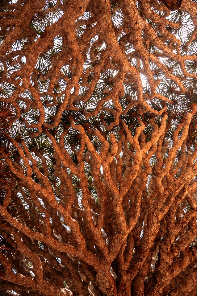 Interlacing of Dragon Tree branches. upward view