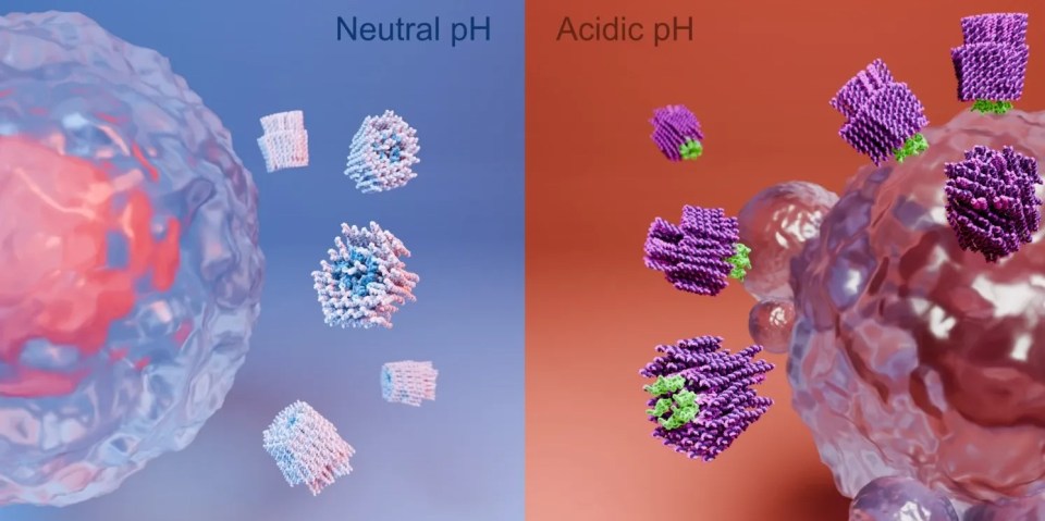 The nanorobot’s weapons are only exposed in the acidic environment found in and near a solid tumor