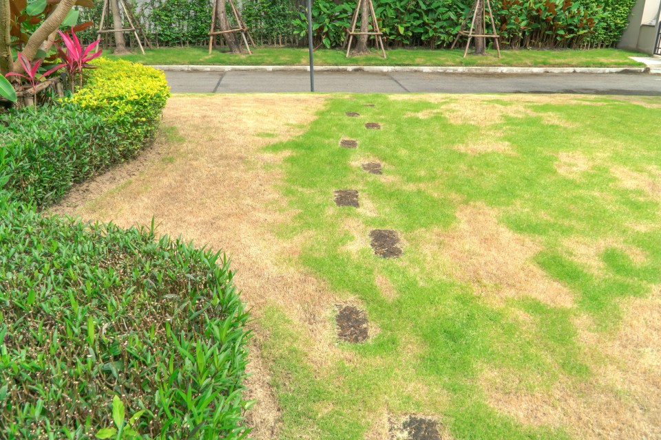 You don't have to suffer in silence with a part-shaded or even full-shaded lawn