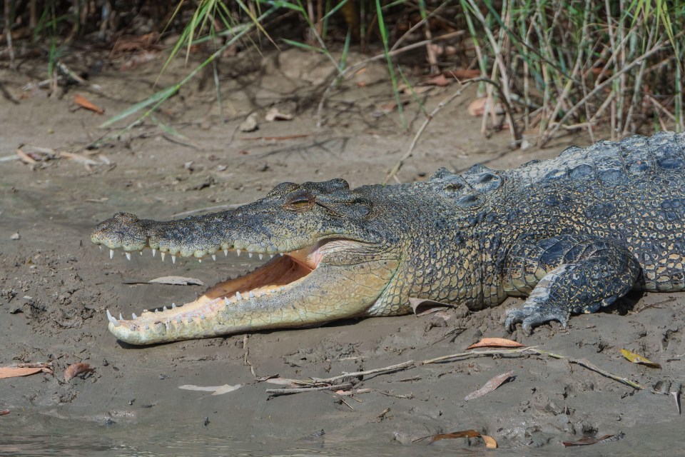 The search and rescue team is authorised to ‘remove the crocodile’ if they come across it