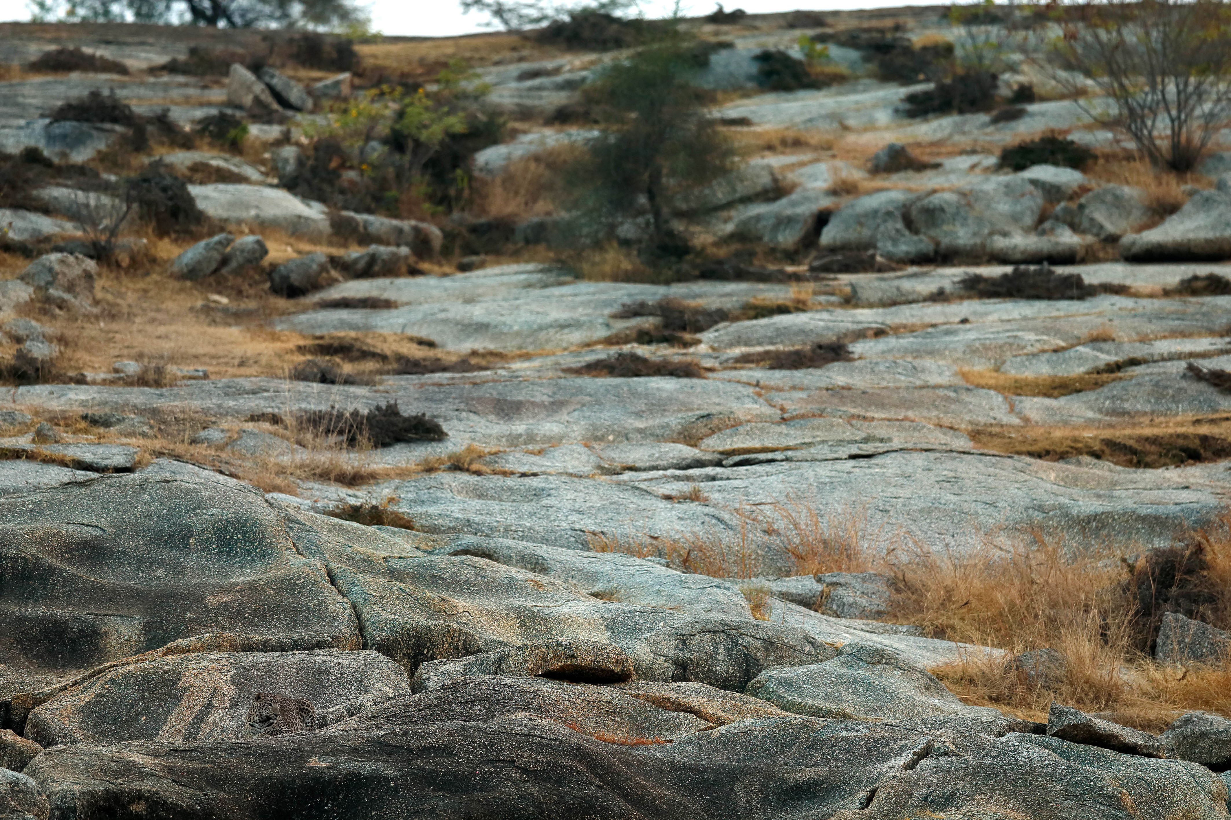 Can you spot the leopard in Rajasthan, India?