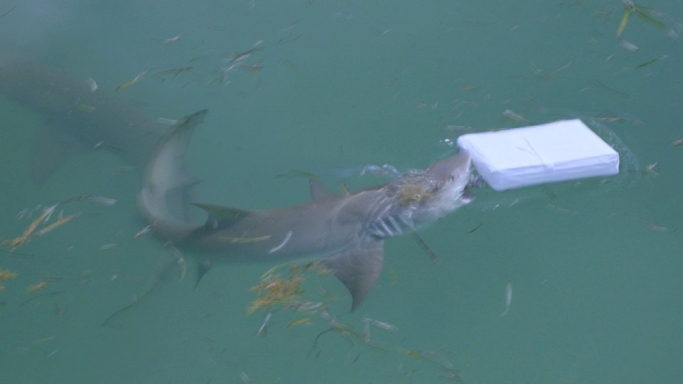 A shark munching on a fake bale of cocaine (fish powder) on Discovery series ‘Cocaine Shark’, suggesting that they were keen to feast on foreign objects