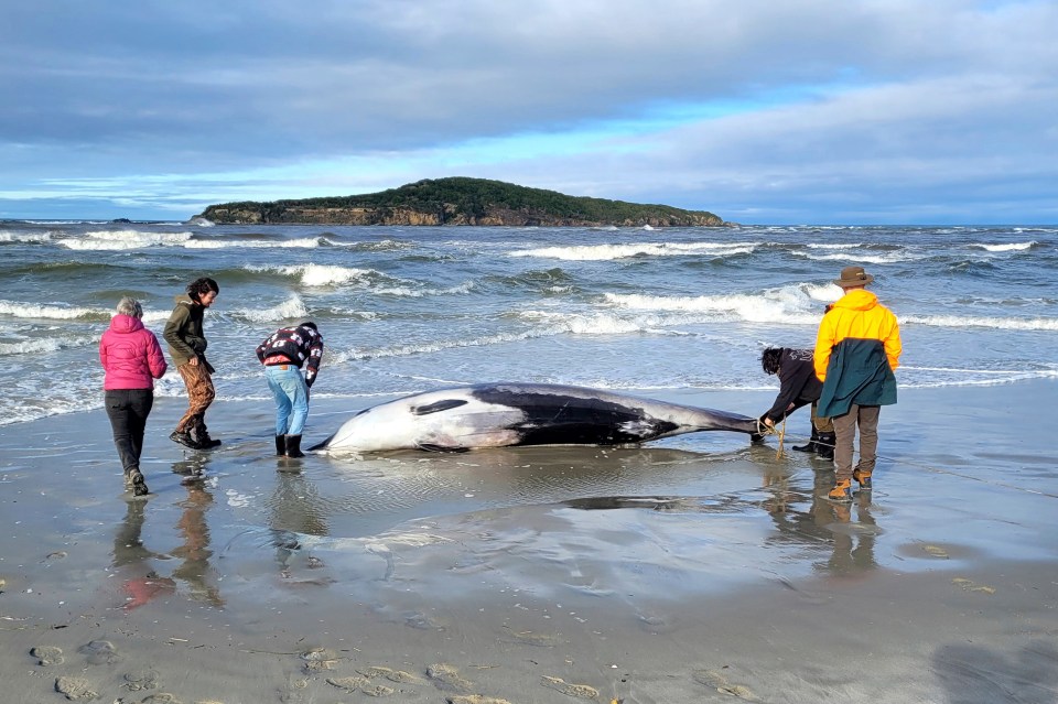 While it appears to be a spade-tooth beaked whale, scientists are yet to confirm its species though DNA samples