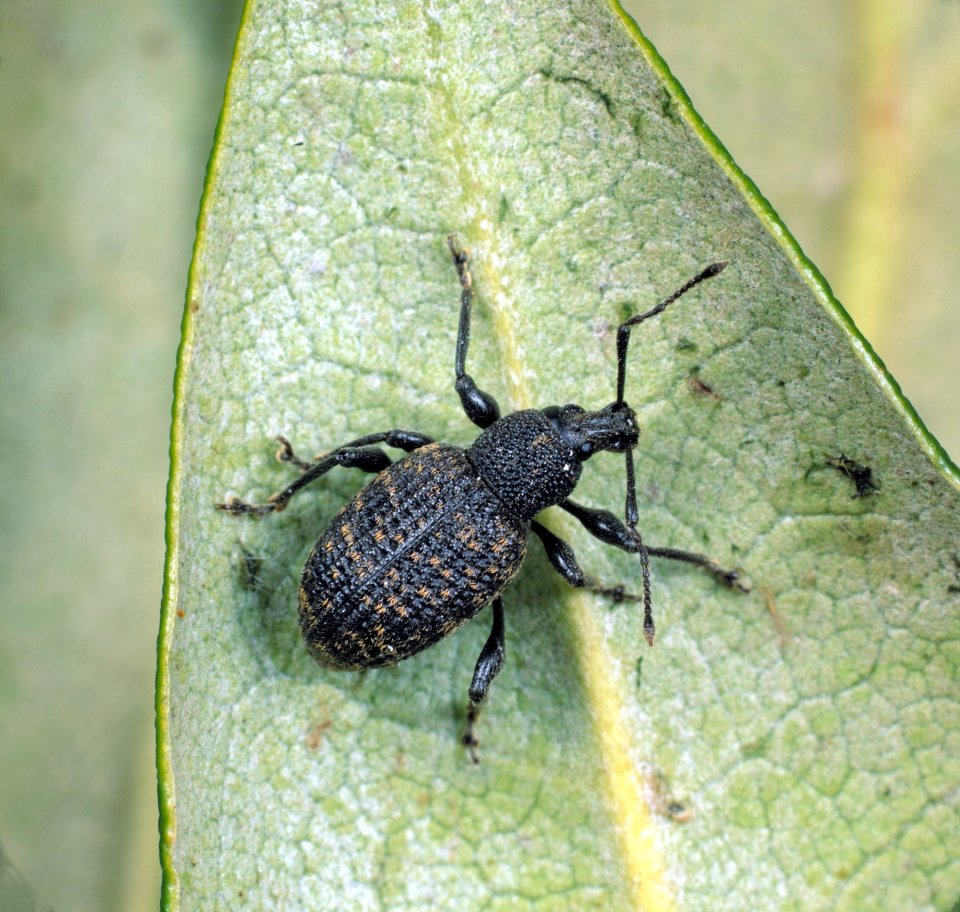 A gardening fan shared the DIY hack he uses to protect his plants from vine weevils (stock image)