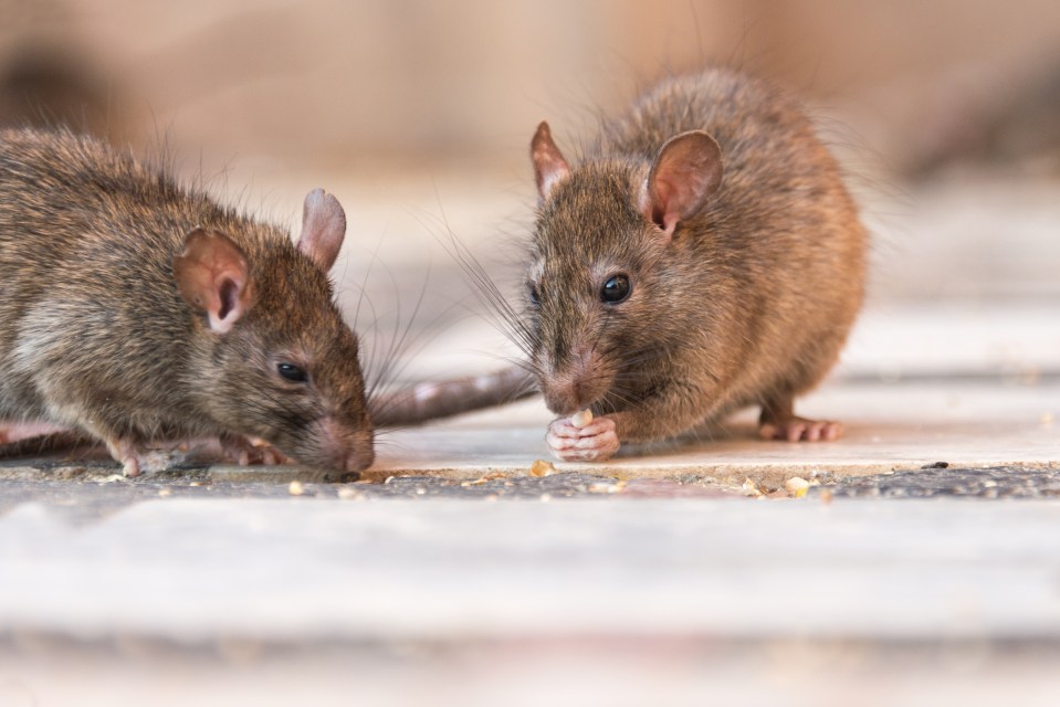 two mice are eating food together on the ground