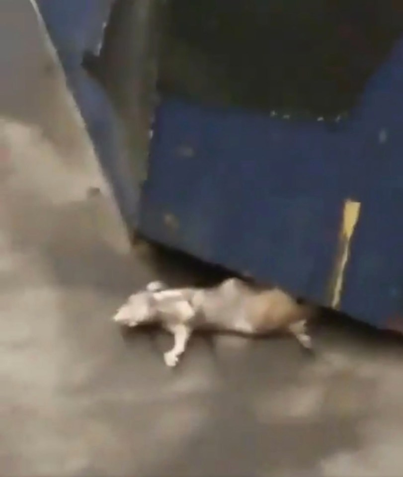 a dog is laying on the ground next to a dumpster .