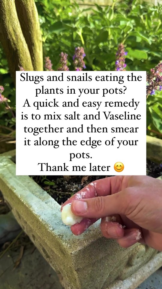 The Mediterranean Gardner's post with his top slugs tip.