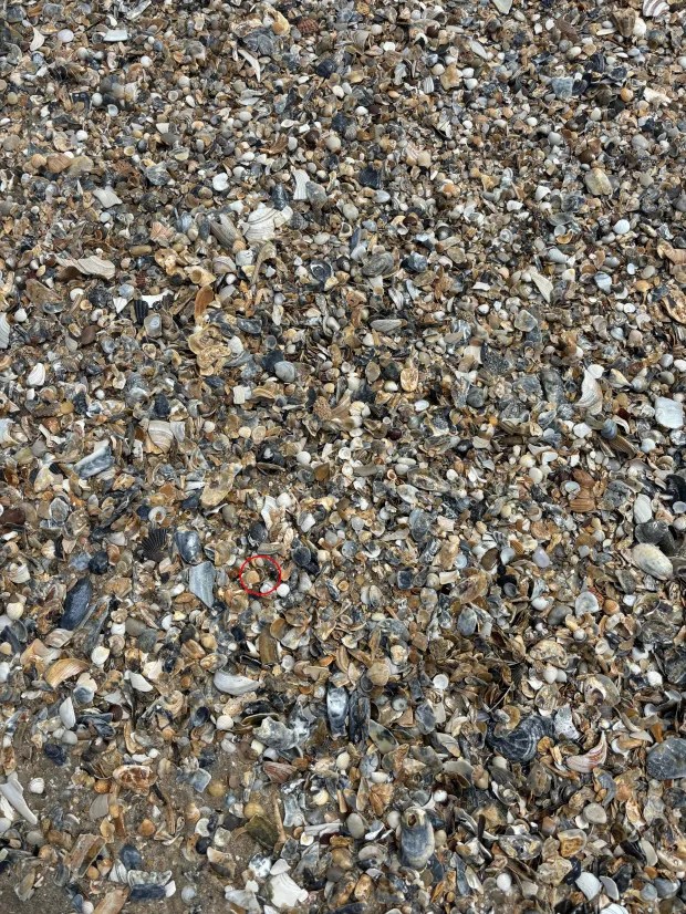 A hidden ring lies within this pile of sea shells