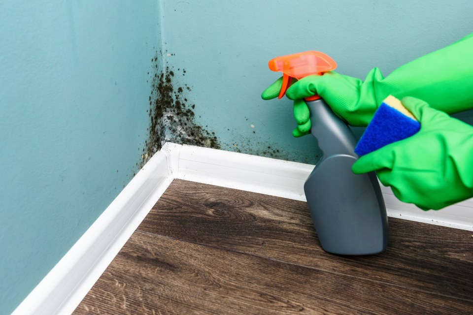 Spraying vinegar and water onto mould helps to remove it from walls