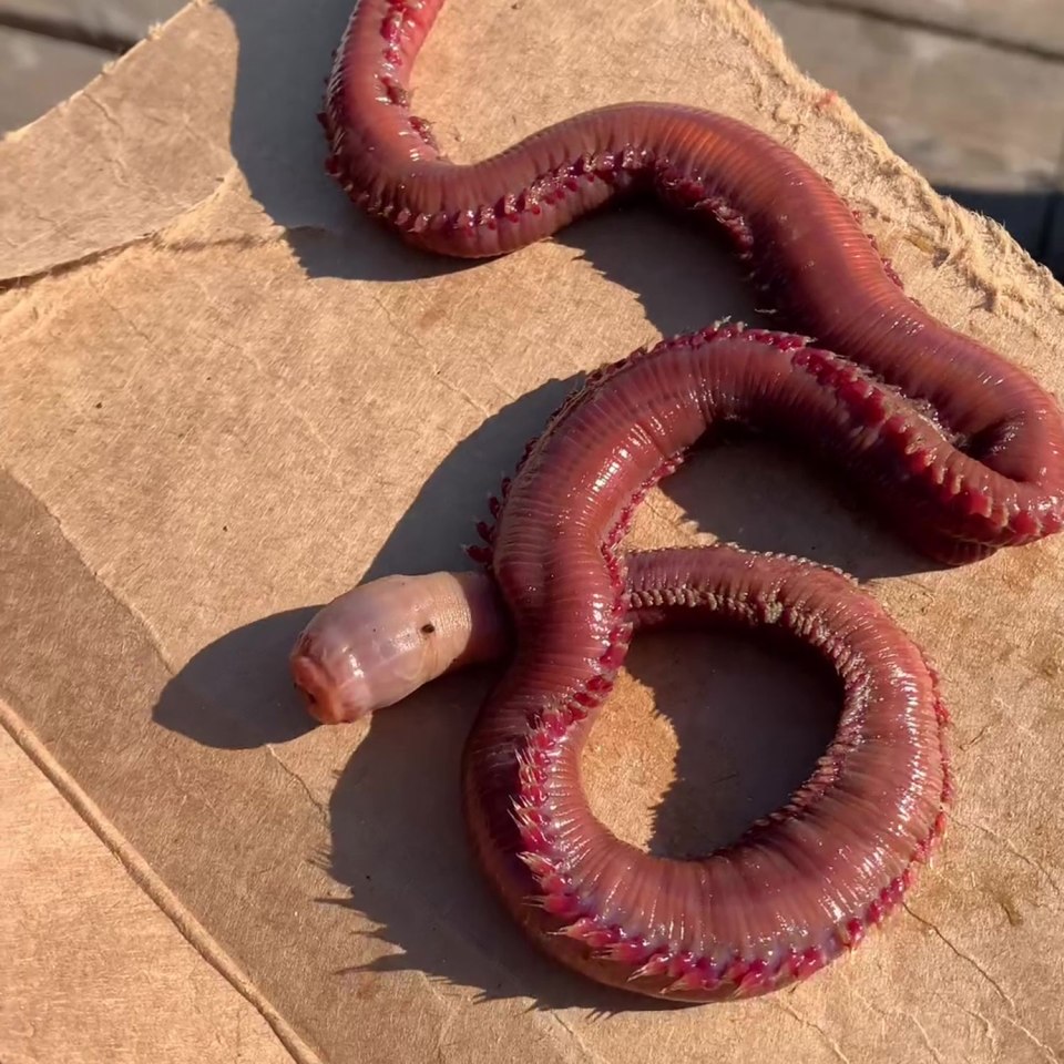 A scary-looking American bloodworm was spotted on a beach