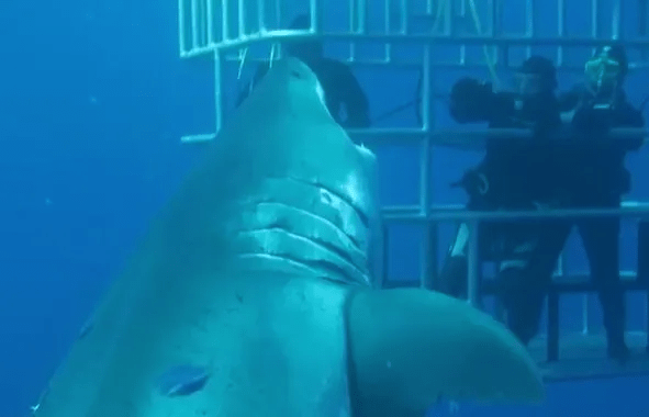 The curious ocean predator was filmed circling caged divers and biting the cage