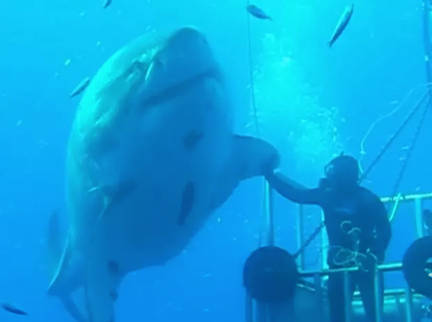 Deep Blue is believed to the largest great white shark