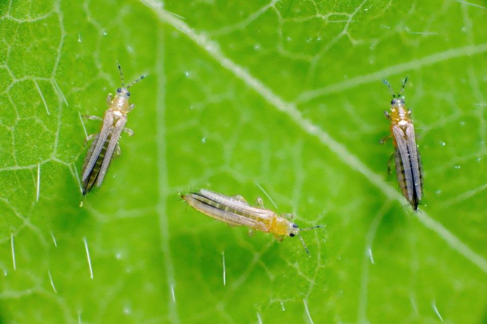 According to the Redditor, the homemade solution protects against thrips and fungi (stock image)