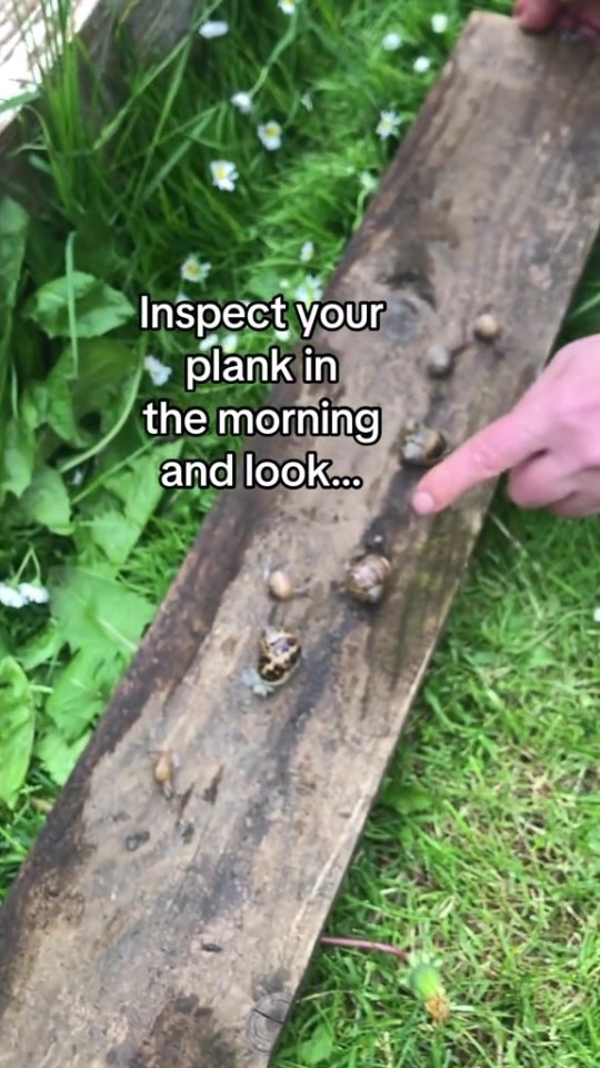 The slugs will gravitate towards the plank