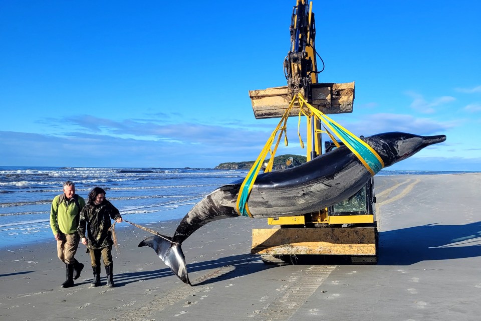 The mysterious, five-metre-long (16ft) creature has never been spotted alive in the wild