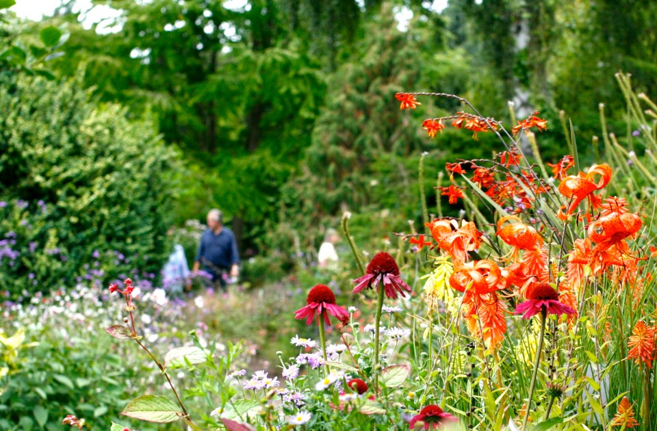 Salvia border at Great Comp gardens, in Kent