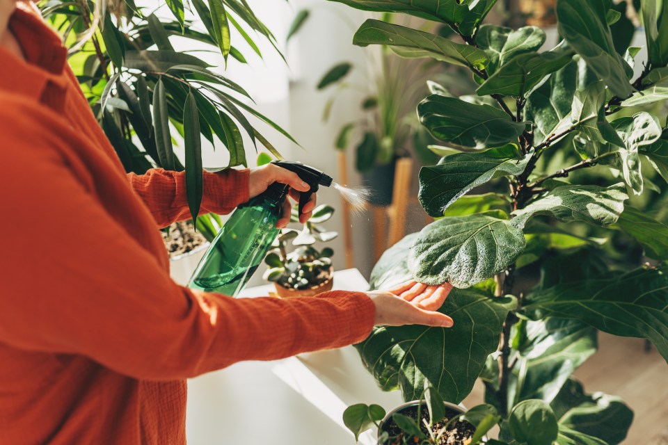 A Reddit user revealed the DIY recipe she uses to deter bugs from her houseplants (stock image)