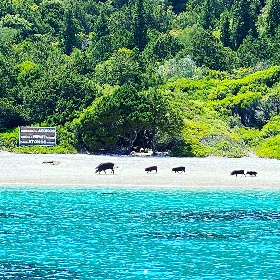 The island is most famous for its family of resident pigs