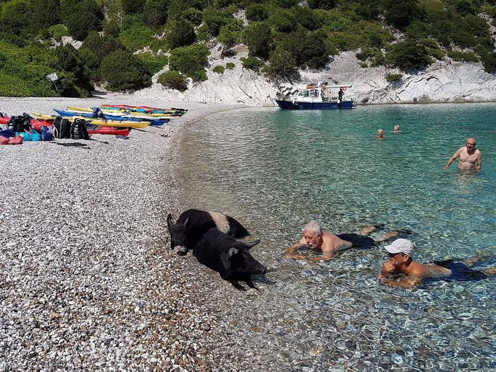 Tourists love visiting to swim with the pigs