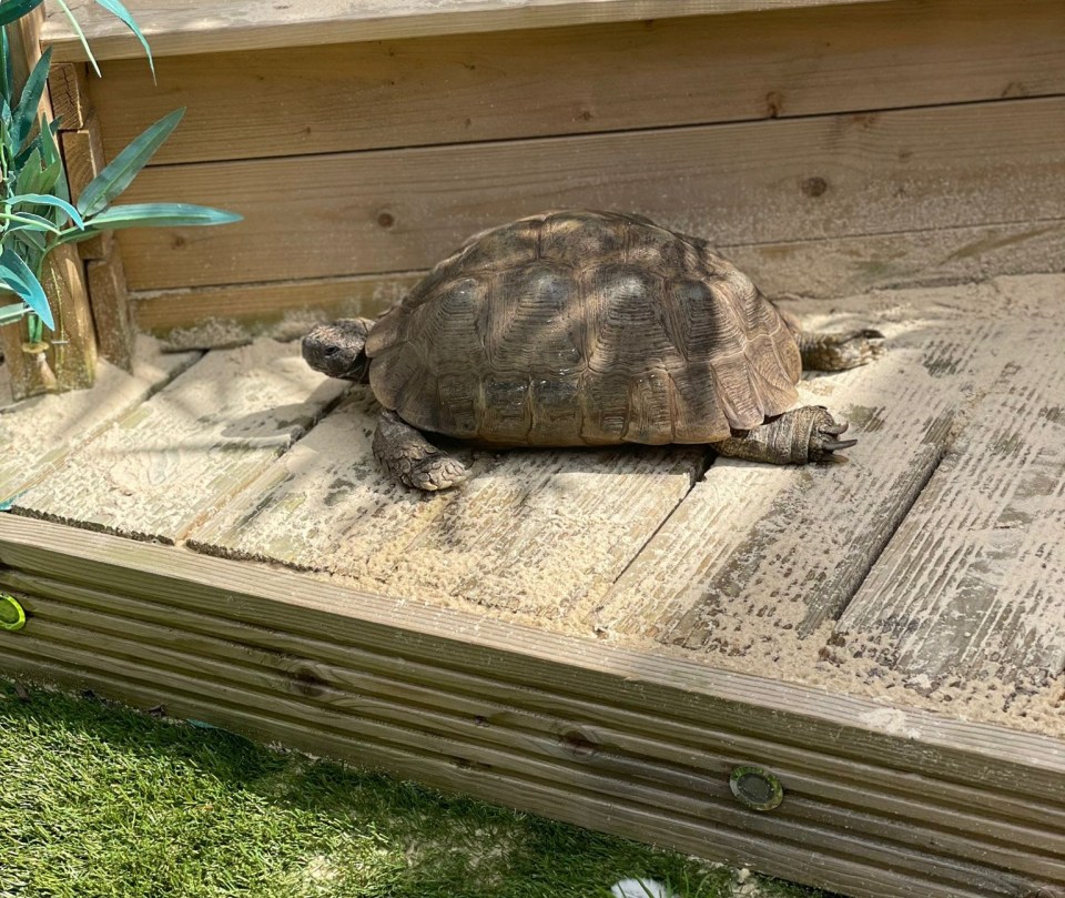 a large turtle is laying on a wooden deck