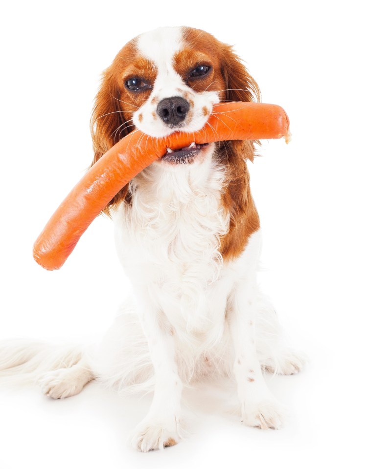 a brown and white dog is chewing on a carrot