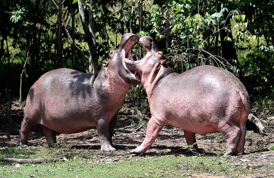 two hippos standing next to each other with their mouths open