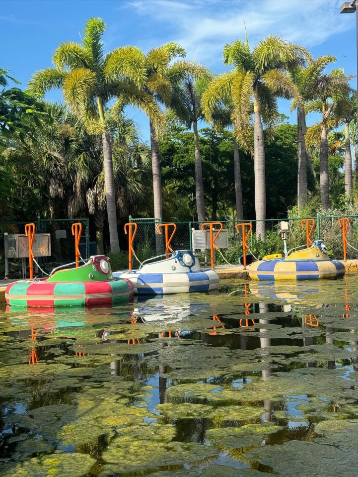 A water ride is now filled with murky waters and vegetation