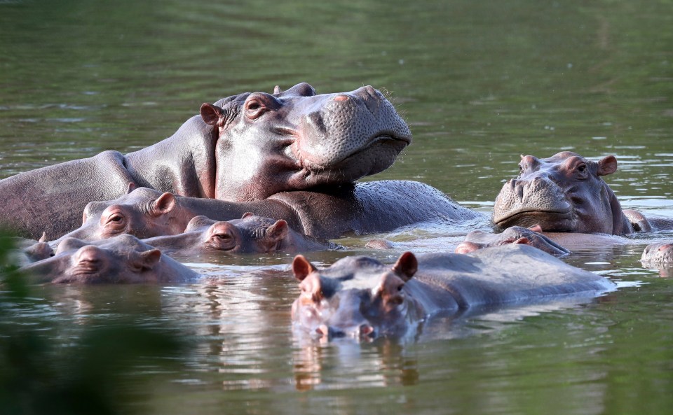 a herd of hippos are swimming in a body of water