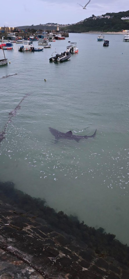 The basking shark was spotted swimming in St Ives, Cornwall