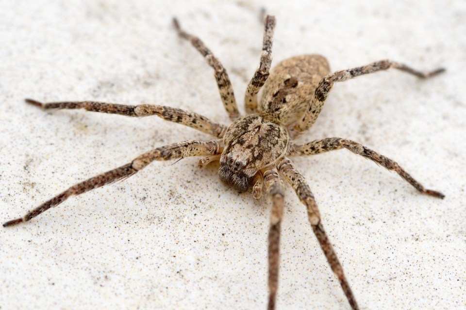 Nosferatu spider on stone floor. Outdoor patio, macro