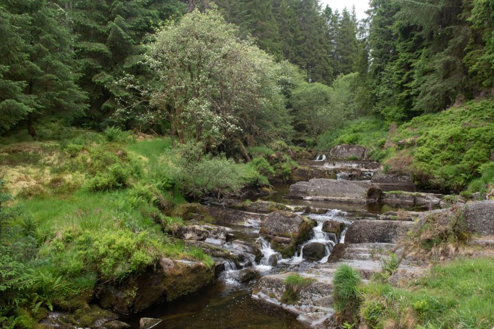 a small waterfall in the middle of a forest