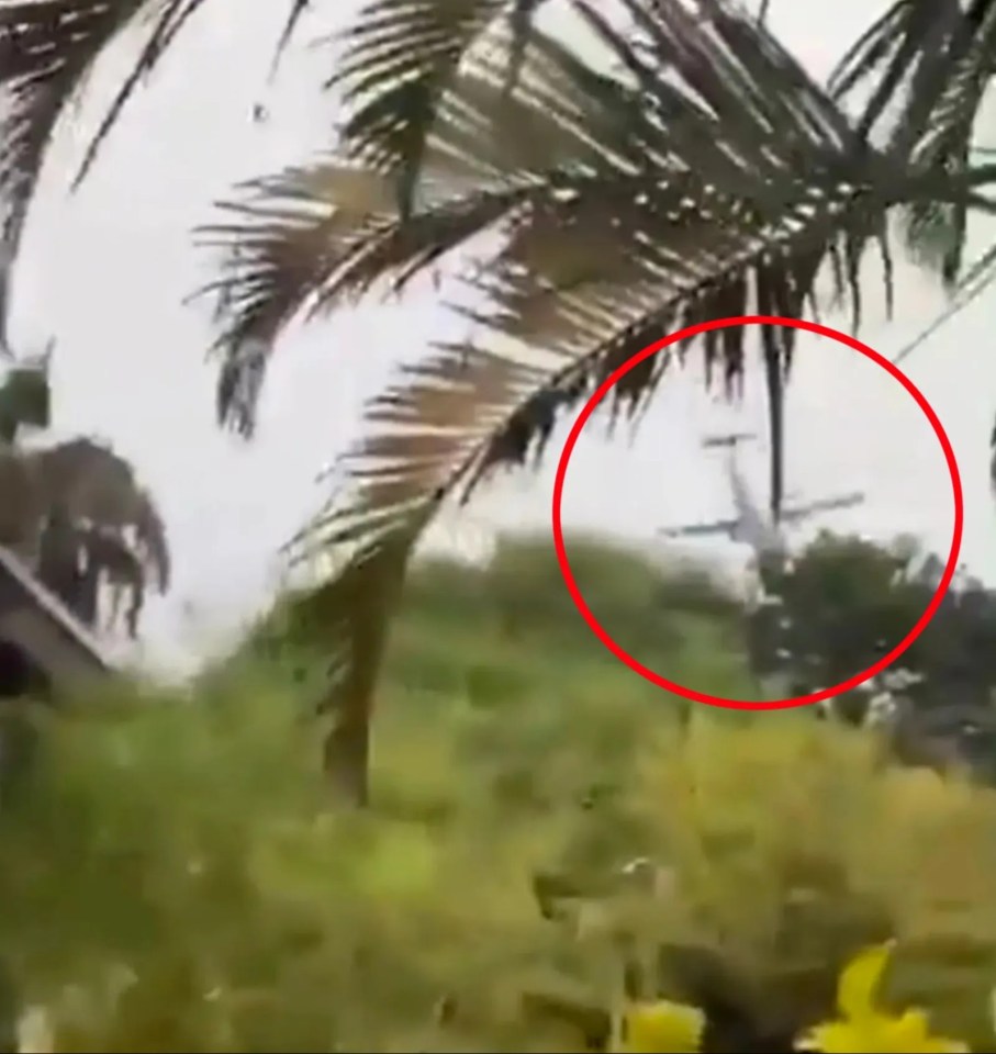 a palm tree with a red circle around it