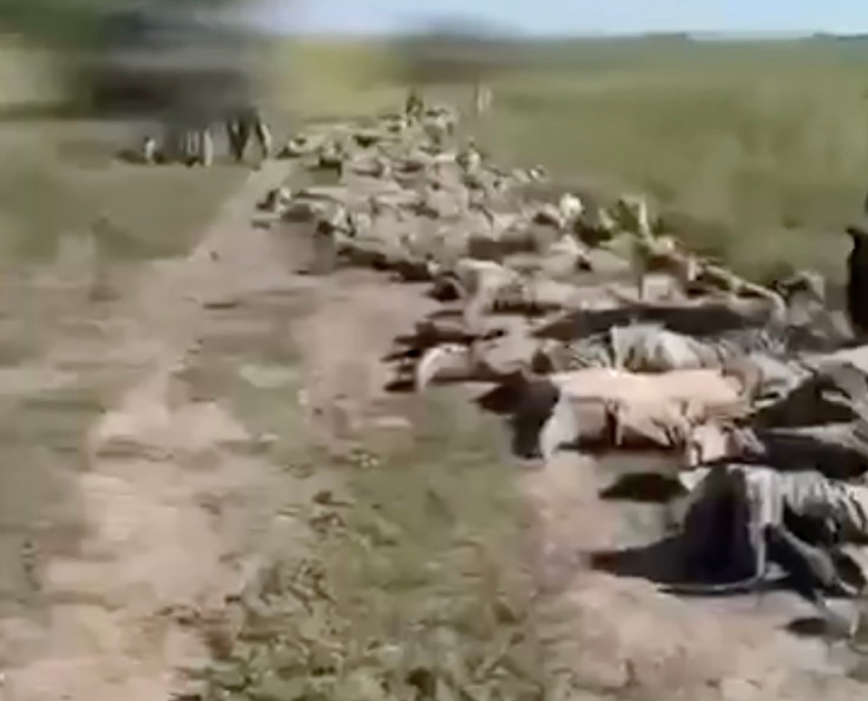 A huge line of Russian soldiers were caught on camera with their heads in the turf after surrendering